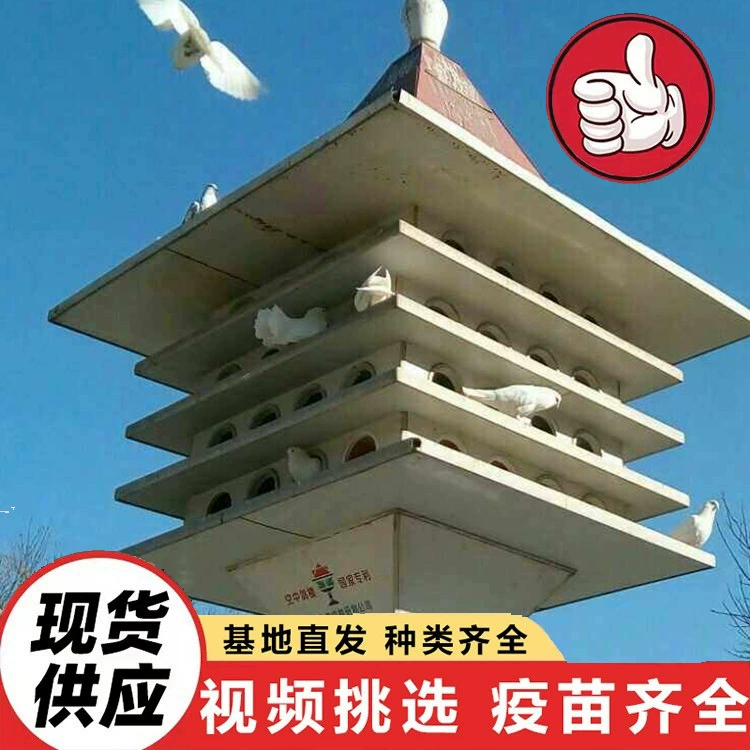 Разводческая база продает квадратных голубей и голубятни на весь год. Ландшафтный голубятник в садовом пейзаже. Парковая кормушка для голубей.