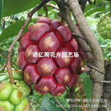黑老虎果树果苗布福娜恶魔果八月瓜爬藤盆栽四季种植当年结果好养