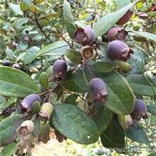 ���羳��؛��ɢ�b�ҽ���N�Ӷ�������ɽǌ��ɏ������Ҿ��ﮔ����