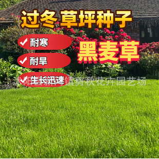 Perennial Ryegrass Seeds Are Cold-Resistant Greening and Replanting, Four-Season Evergreen Slope Protection and Soil-Fixing Tall Fescue Lawn Grass Seeds