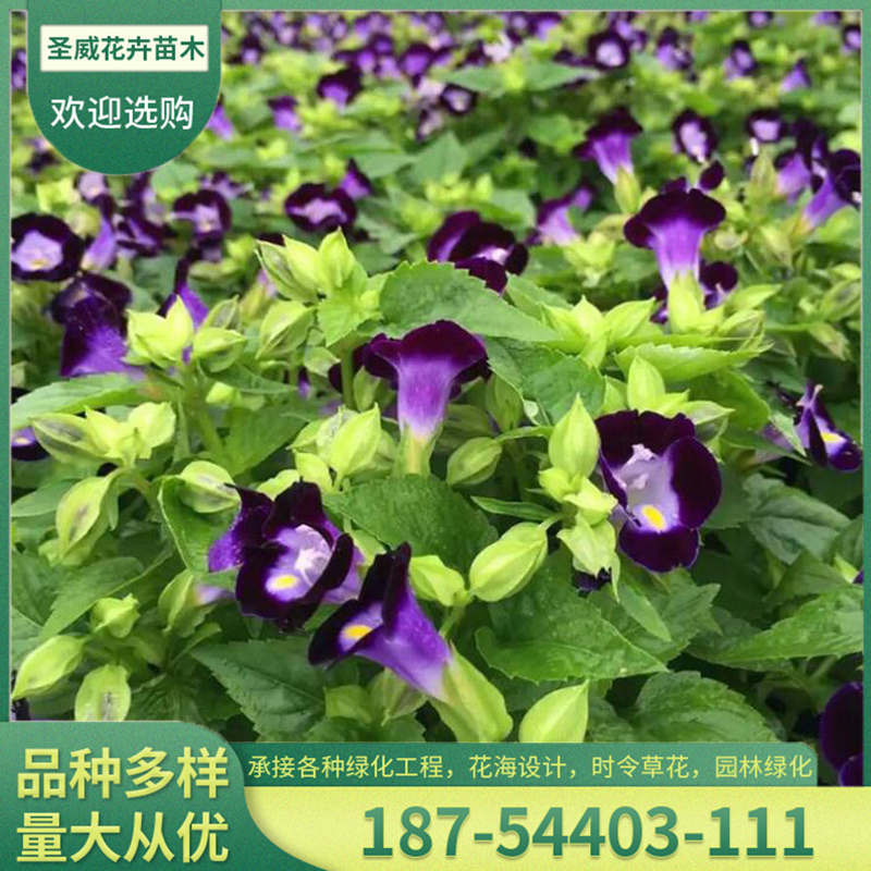 夏堇黄楼草花城市绿化用花夏瑾幼苗颜色漂亮 种苗花卉网 夏堇黄楼草花城市绿化用花夏瑾幼苗颜色漂亮 种苗花卉网