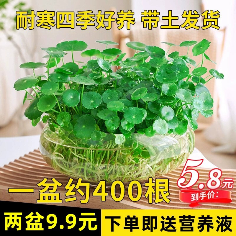 Hydroponic Plants with Leaves, Money Grass, Office Flowers, Interesting Water-Cultured Money Grass Potted Plants, Living Room Desktop Green Plants