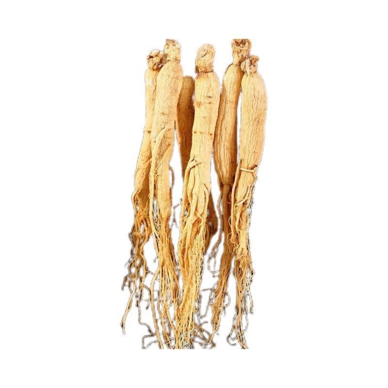 Changbai Mountain 10-Year Fresh Ginseng (Panax ginseng) — 500g for Soup & Wine quality and texture