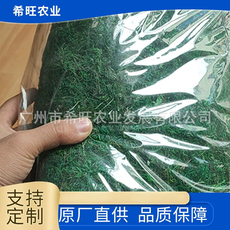 Цветочный горшок, постельное белье, мх, сухой мх, растение, Гуанчжоу, растение, мх, ландшафтный зеленый мх, газон