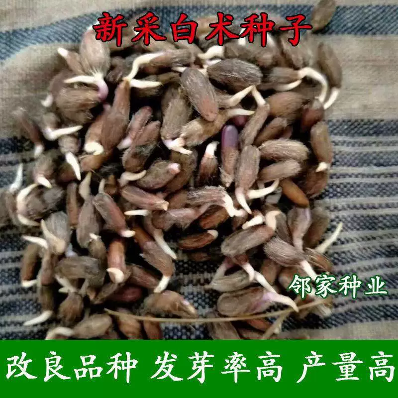 Atractylodis Макро Семена Посадка весной и осенью с 3500 Джин Пер Му Высокая урожайность и высокий доход древесины Улучшенная Atractylodis Макро Семена