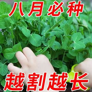 ���������L�����ڟo��㶹��N�ӌ����㶹���ˮ�������Խ����Z