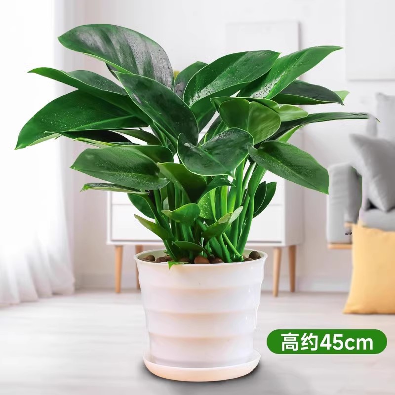 높이 약 45cm의 대형 황금 다이아몬드 3개 + 나사형 화분 + 영양액