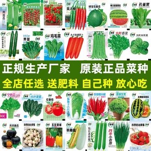 �߲˷N�Ӵ�ȫ�uë�˷N��С�Ͳ˷N��С�ײ��ļ����ԷNֲ�o�ܶ�����