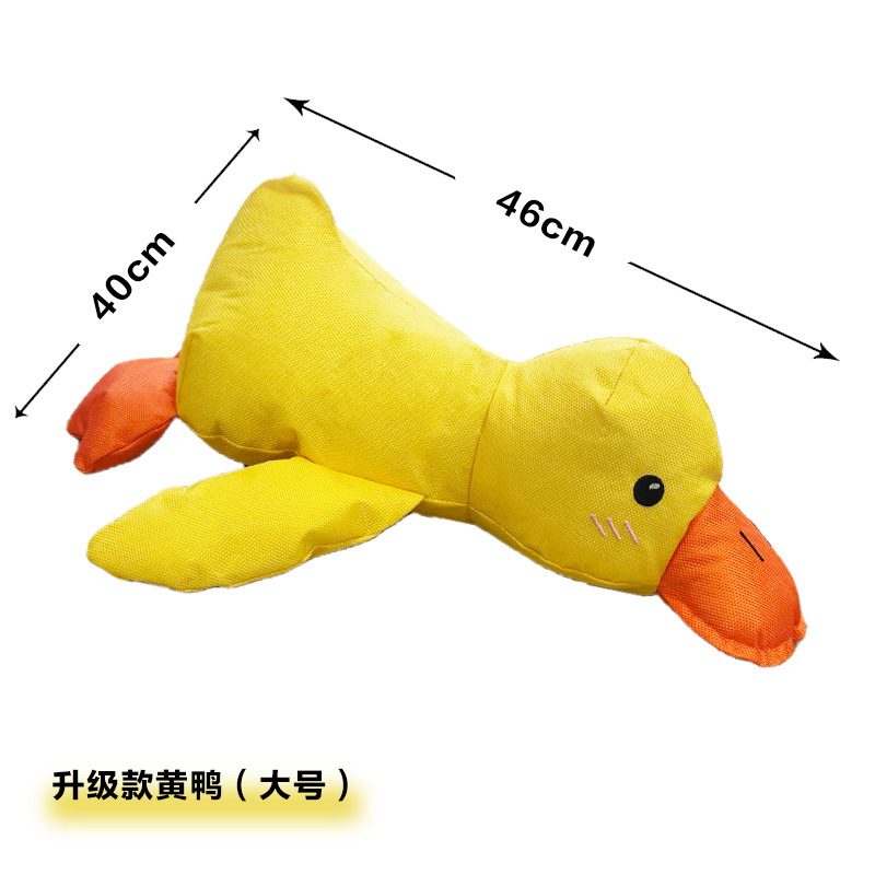 옥스퍼드 노란 오리