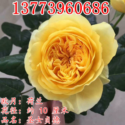 Joan of Arc Big flower Strong fragrance Rose seedlings Multi season Bloom balcony courtyard Garden Botany rose Green plant Potted plant