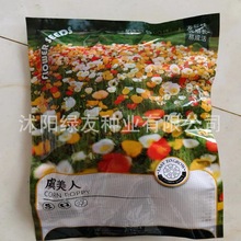 厂家批发彩装种子原装花籽多年生宿根虞美人种子四季播种景观花海