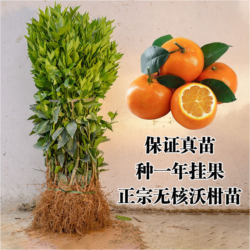 正宗嫁接沃柑树苗砂糖橘子苗金桔苗南北方种植盆地栽果树当年结果