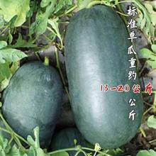 无籽西瓜种子黑皮无籽西瓜甜种子皮薄肉厚大无籽瓜抗病耐高温