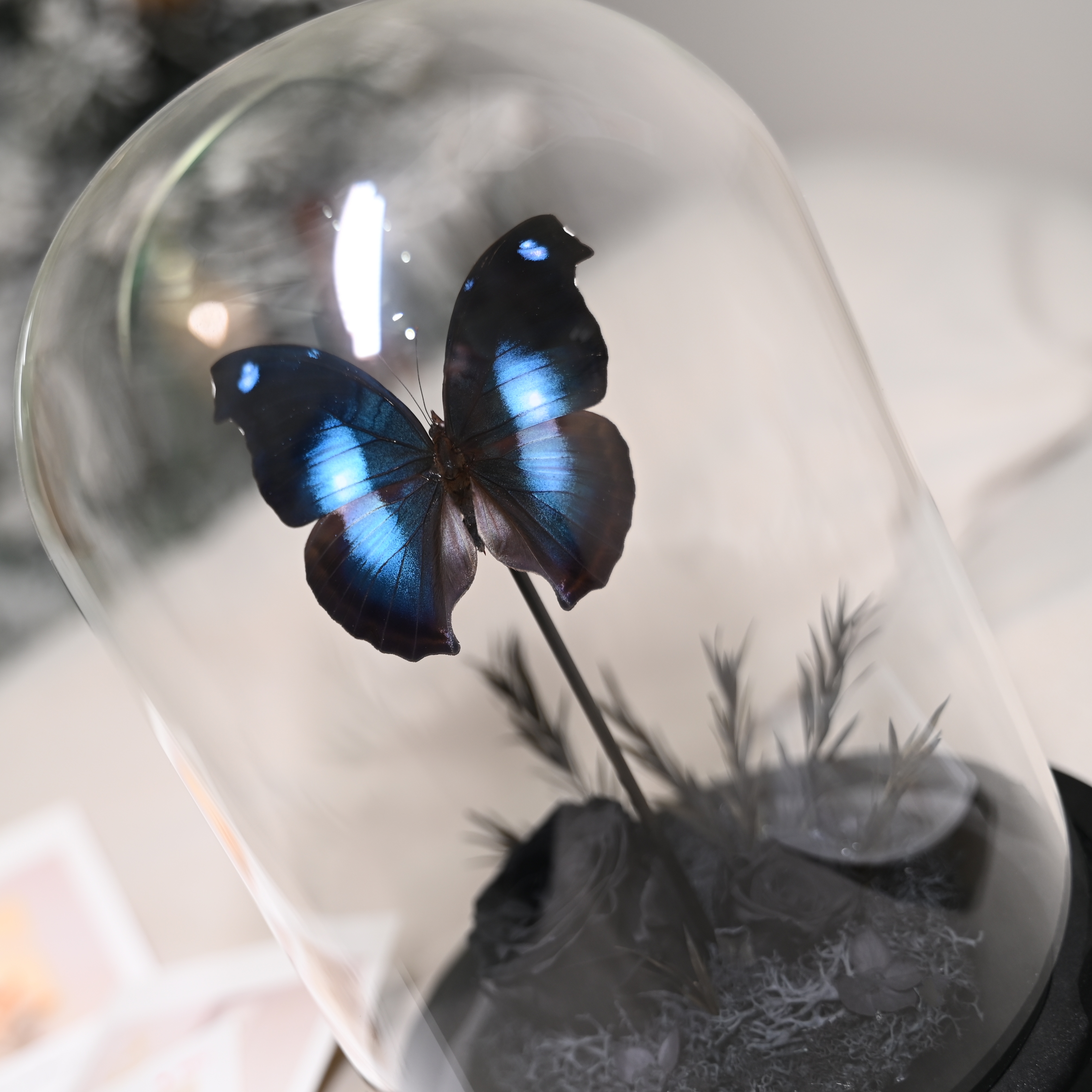 ✅爱情鸟蛱蝶蝴蝶标本玻璃球罩展示框闪蝶装饰画摆件工艺品生日礼