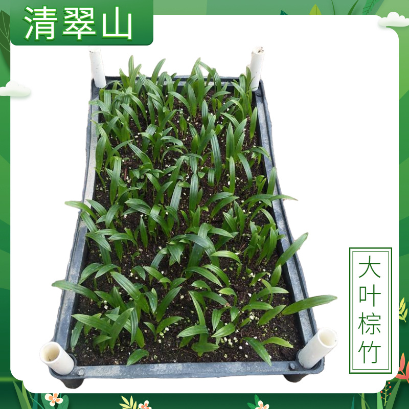 大叶棕竹苗盆栽花卉室内常绿棕榈科植物棕竹种苗水培土养绿植地被