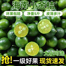 海南小金桔奶茶店薄皮小青柠檬酸青金桔当季水果整箱批发