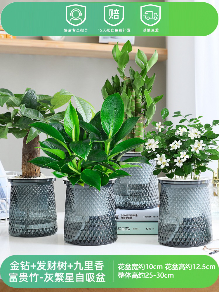 황금 다이아몬드 + 돈나무 + 구리향 + 행운의 대나무(별이 빛나는 분지 4개)