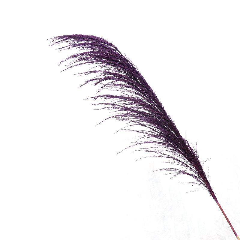 보라색 꽃 스파이크 50-60cm