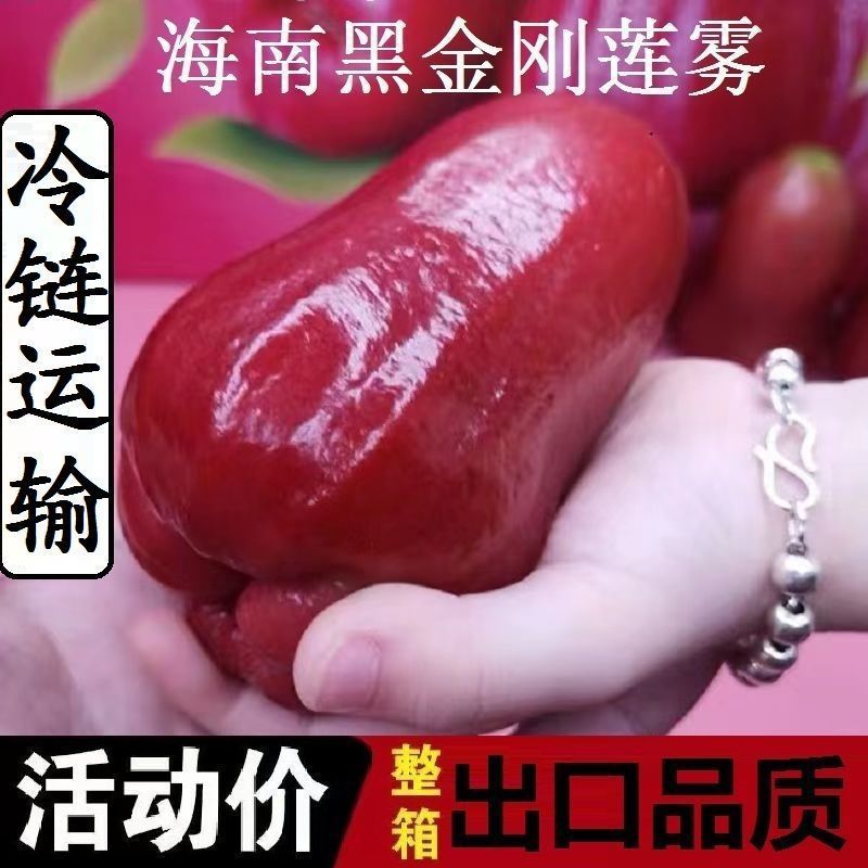 Hainan wax apple 5 jin fresh fruit tropical black diamond wax apple fruit moisturizing fairy fruit 1 jin-3 jin