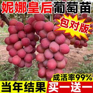 ���Ȼʺ��������Ϙ��޽ӱ����Nֲ���ј����޷�ꖹ�õ�����ј���