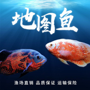 Medium to Large Tropical Mapfish, White Mapfish, Black Mapfish, Freshwater Fish, Live Piglet Fish, Live Fortune-Attracting Feng Shui Fish Package