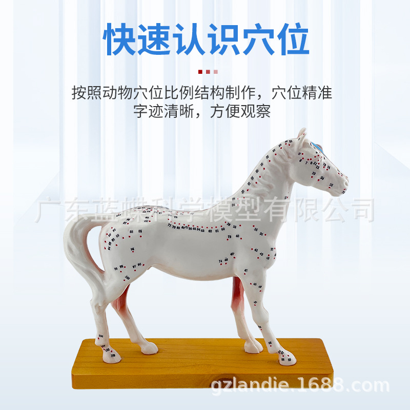 ��è��ţ�������ģ�� ȮѨλ ������� ��ҽ��ѧ�������ģ��