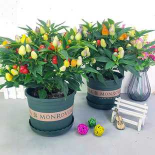 Colorful Pepper Potted Plants with Fruits, Edible Fresh Pepper, Colorful Pepper Seedlings, Balcony Courtyard, Blooming and Bearing Fruit in All Seasons