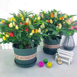 五彩椒盆栽带果可食用新鲜朝天椒七彩辣椒苗阳台庭院四季开花结果