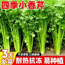 �ļ�С���۷N�ӝ����۲˷N���ļ��׷N����С�����ͺ��͟��߲˷N��