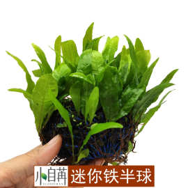 迷你铁皇冠半球细叶铁半球铁皇冠鱼缸真水草活体绑沉木阴性好养
