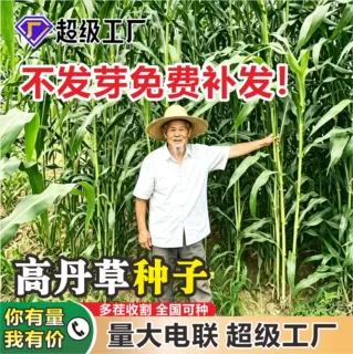 高丹草种子高产杂交苏丹草四季耐热耐旱鸡鸭鹅牛羊鱼畜牧养殖牧草