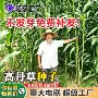 高产耐热畜牧杂交苏丹草