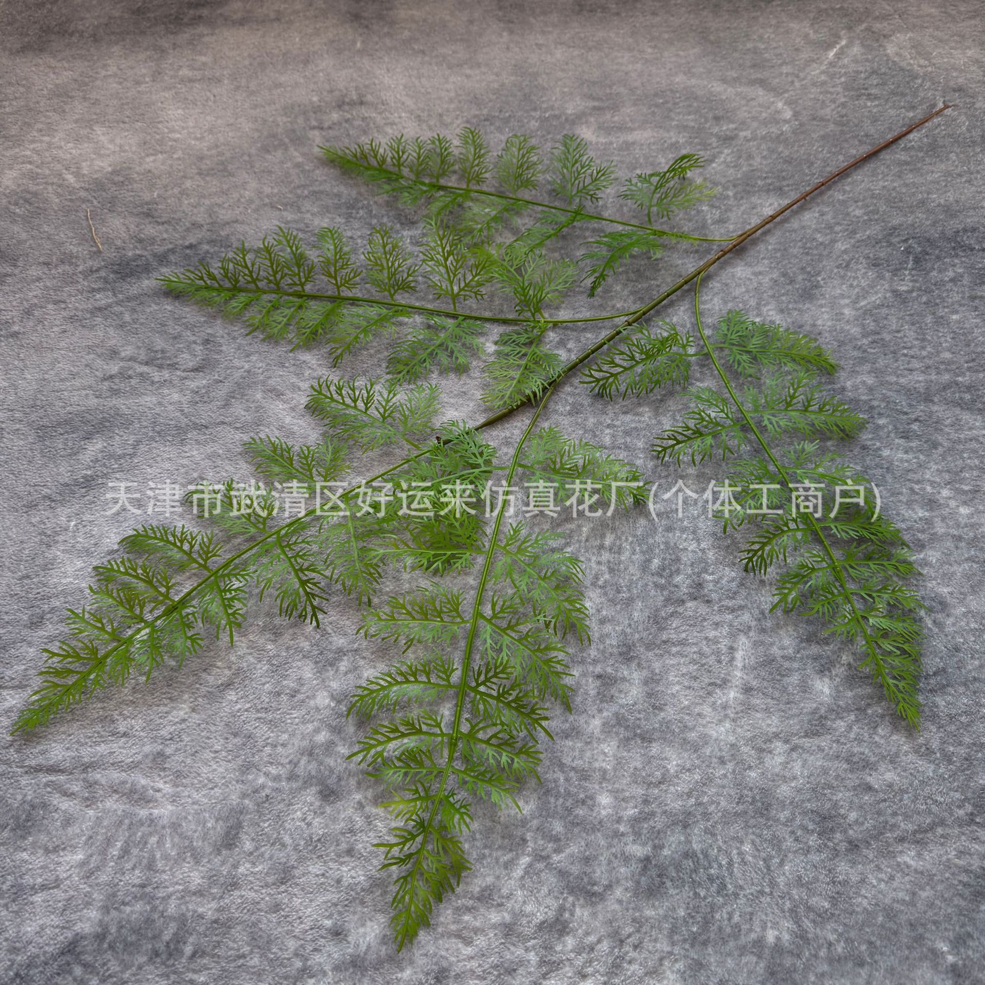 긴 가지 봉래 소나무 연한 녹색