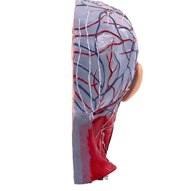 ����ͷ��ҽѧ����ͷ�Ǵ�������Ѫ��ģ���� �����沿��΢����