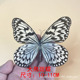 Big Silk spot Butterfly-wings spread