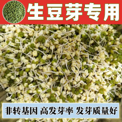 発芽豆芽用特別緑豆、長緑豆芽、小緑豆、新豆、非遺伝子組み換え水耕栽培緑豆芽