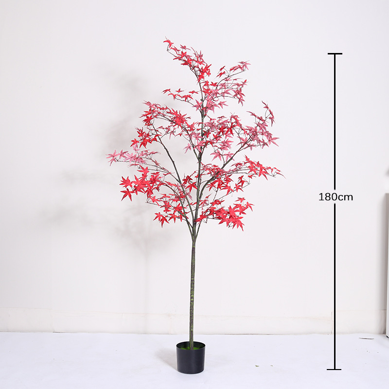 Mini maceta de hoja de arce rojo convencional 180cm (con maceta negra)