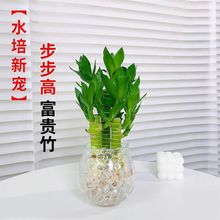 富贵竹水培植物水养文昌竹粗杆发财带根步步高升转运竹子花卉盆栽