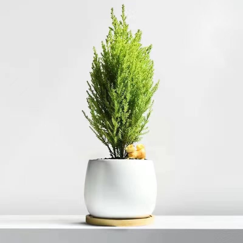 Árbol de la fortuna Planta de interior en maceta Sala de estar Planta verde resistente a la sombra Oficina Flores de escritorio Evergreen Evergreen Evergreen Evergreen Evergreen