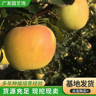 �޽��O������  Ʒ�N���� ���쟟�����O������ �O������Ʒ�N