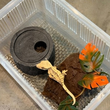 �������������ϐ�،m��Ѩ�쾰����A�䘶������ɽ���C�쾰�b�