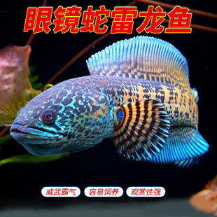 �S�����R���������^�~�����д����^�p�~�ʳ������B ӡ���M��