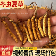 正品西藏那曲新鲜野生冬虫夏草自己吃断草人工养殖冻干货虫草批发
