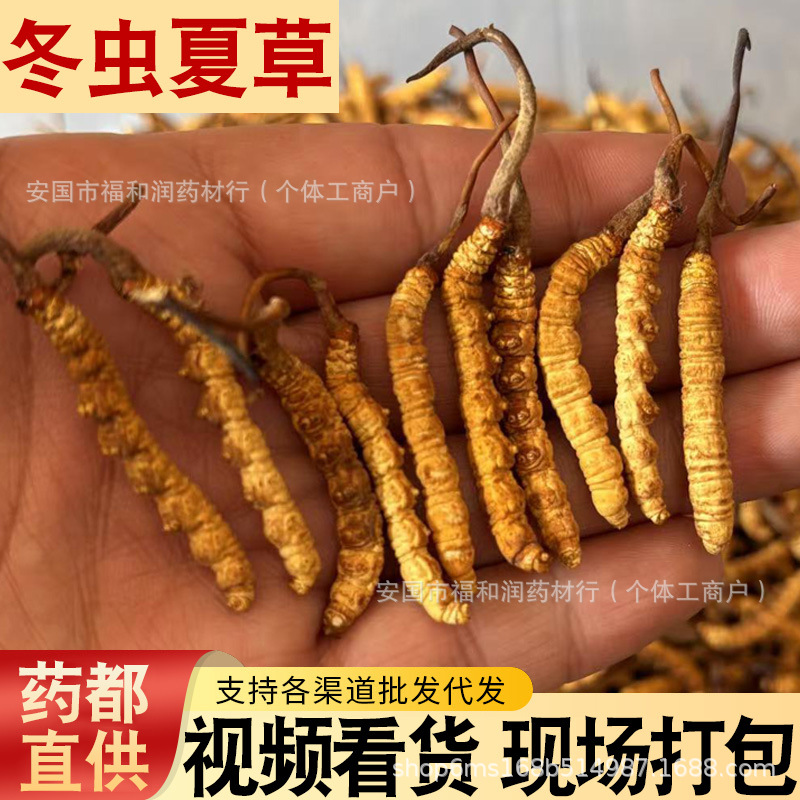 正品西藏那曲新鲜野生冬虫夏草自己吃断草人工养殖冻干货虫草批发