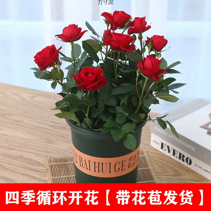 四季循环开花混色玫瑰花混搭彩虹阳台红月季花苗植物盆栽好养批发
