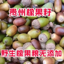 贵州深山野 生青岗子橡树 栎橡子树栎青岗栎橡果松鼠粮天然无污染