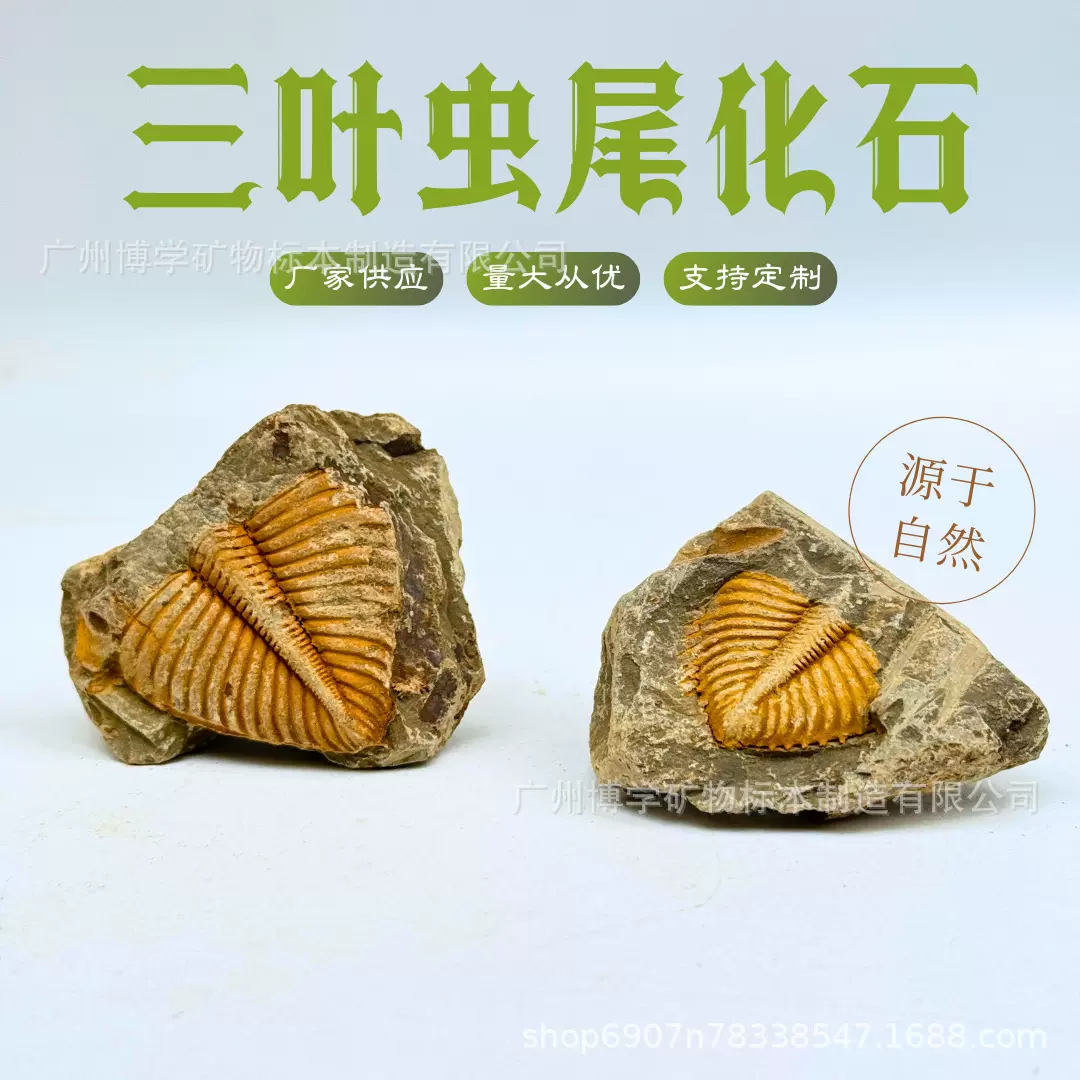 天然化石教学昆虫原石科普三叶虫尾古生物化石动植物原石标本批发