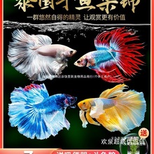 ̩�����~���ª{���Rβĸ�~���~���B�^�p�~���w����Ꭷ�~��ˮ�S��