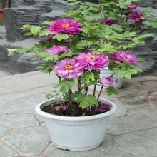 ĵ����������������ꖎ�����ĵ�����N�����ذ껨��ĵ��������͏d