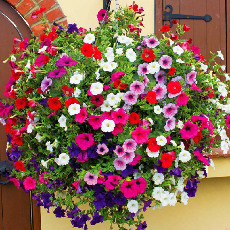 Semillas de flores, semillas de flores.
